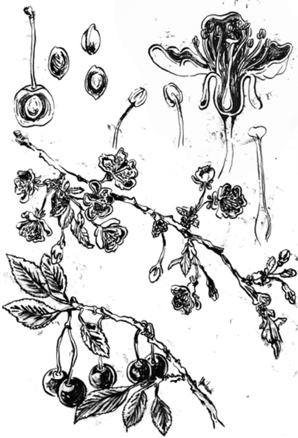 LA CILIEGIA - illustrazione botanica